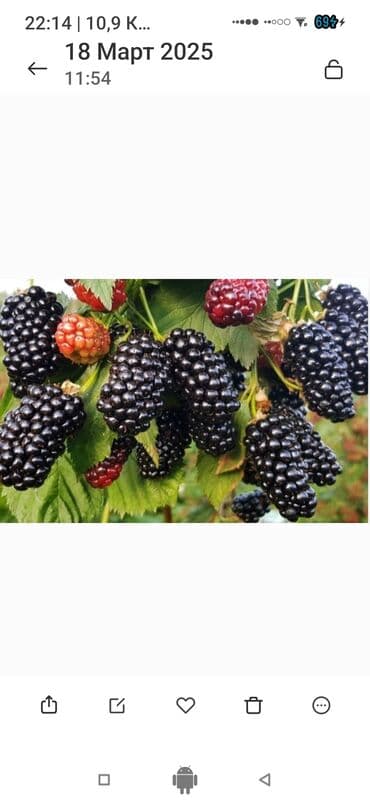 органайзер бишкек: Көчөттөр гүлдүн — 5