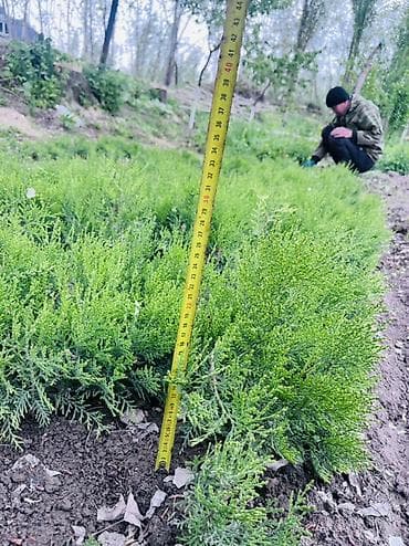 купить газону траву: Туи (стелющийся/карликовый тип) — саженцы для озеленения - Тип — 3