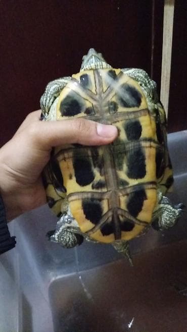 рептилии: Водная черепаха (красноухая/прудовая типичного окраса) - Вид: водная — 3