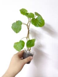 стабилизированные цветы бишкек: РАСПРОДАЖА по 100сом🔥🔥🔥🔥 💰💰📌📌 алоказия полли традесканция ладьевидная — 5