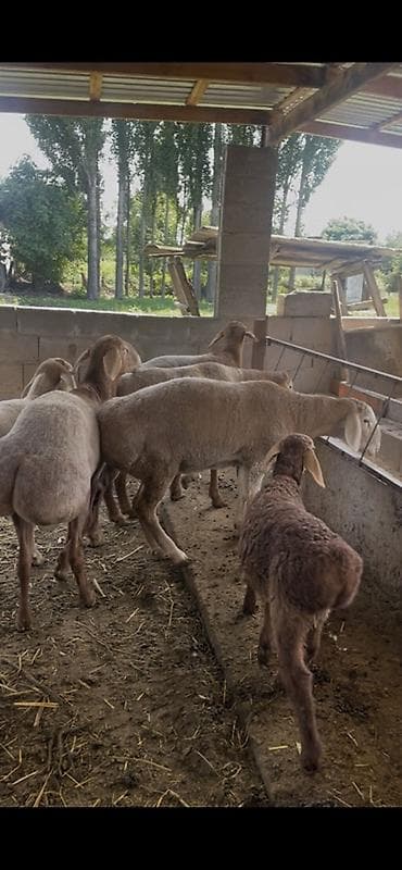 стрижка овец: Продаю | Баран (самец) | Арашан | Для разведения | Осеменитель, Племенные — 8
