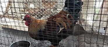 птицы бишкек: Продам петуха домашний — 2