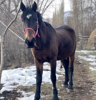 необычные животные: Продаю | Конь (самец) | Для разведения | Племенные — 1