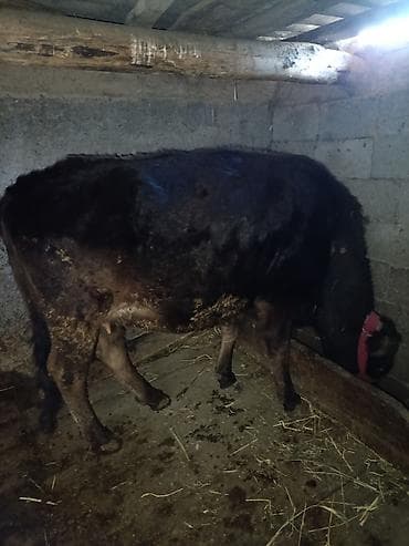 грумер бишкек цена: Сатам | Кунаажын | Бордоп семиртүү үчүн | Байланган — 3