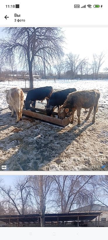 ячмень дробленый: Продаю | Бык (самец) | Алатауская | На откорм | Племенные — 1