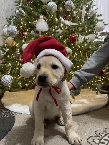 щенки охотничьих собак: Лабрадор-ретривер, 2 месяца, Самка, С прививкой — 1
