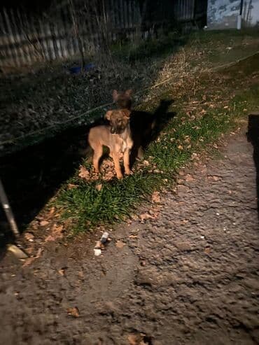 Овчарка, 2 месяца, Самка at lalafo.kg Овчарка, 2 месяца, Самка
