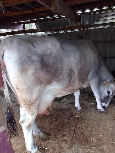 кошка мышык: Сатам | Уй (ургаачы) | Сүт алуу үчүн | Байланган — 4