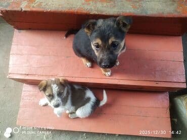 щен: Отдам щенят в хорошие руки, кушают все. Щенкам месяц, к улице — 5