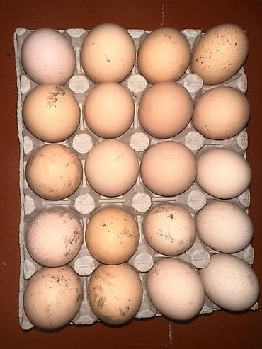 Инкубационное яйцо от Тоджон