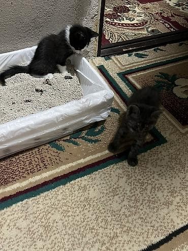 Животные: Котята от домашней кошки - Окрас: один чёрный дымчатый, два — 5