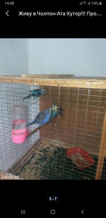 дома на продажу в бишкеке: Чолпон-Ата Хутор! Продаю волнистых попугаев, корм — 4