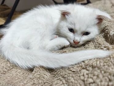 коты купить: Котята, домашние. На фото два малыша: - Белый котёнок с мягкой — 1