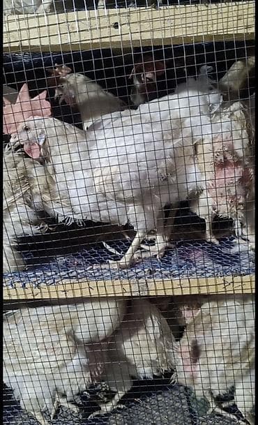 кури: Продаю | Куры | Несушки — 1