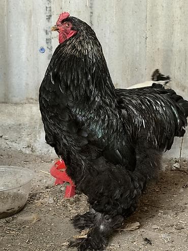 петух брама: Продаю | Инкубационные яйца — 4