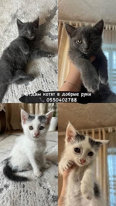 котята простые: Отдам котят в добрые руки Приучены к лотку Игривые Приучены к любой — 1