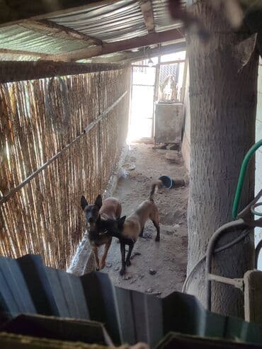 щенки немецкой овчарки чёрного окраса: 25.10.25 документамиЩенки породы, бельгийскую овчарку (малинуа) - — 2