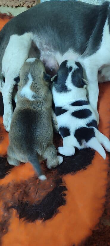 продажа щенков немецкой овчарки в бишкеке с документами: Готовятся к продаже щенки, 2 девочки — 8