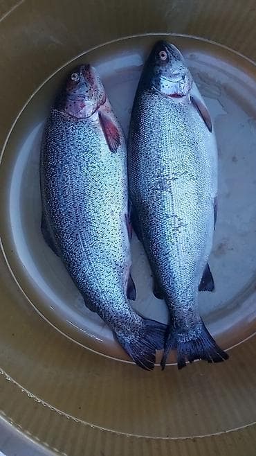 дом животных: Форель свежая Есть свежая есть потрошенная Писать в вастсап НЕ — 1