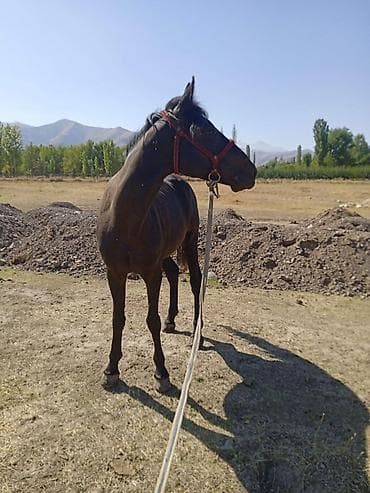 Услуги ветеринара: Продаю | Конь (самец) | Кара Жорго | Рабочий | Мерин — 2