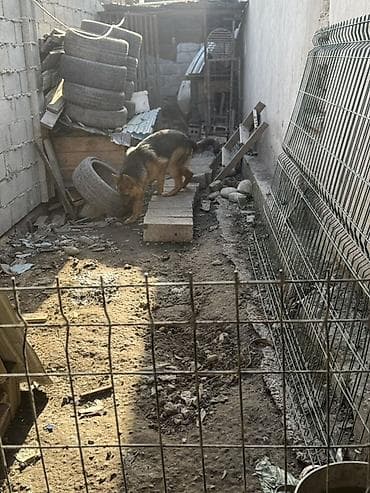 куплю собаку бишкек: Немецкая овчарка, 10 месяц с документом классического черно‑рыжего — 3