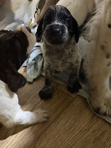 кокер спаниэль: Русский охотничий спаниель! Предлагаются к бронированию щенки — 1