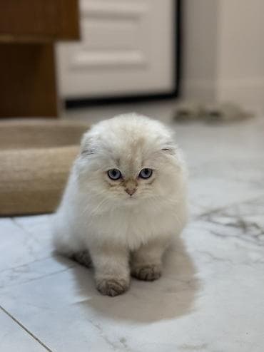 scottish fold: Скотиш Фолд (Шотландская вислоухая), 3 месяца, Мальчик, Золотая шиншилла, Приучена к лотку — 2