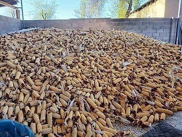 Кукуруза Оптом