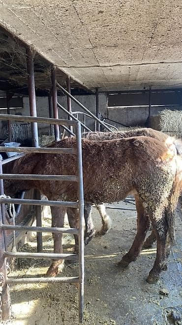 охотничии собаки: Продаю | Жеребенок | Для разведения | Племенные — 4