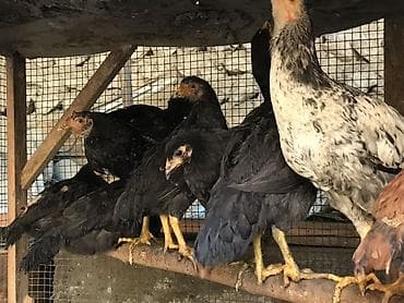 куплю собаку бишкек: Продаю | Цыплята | Для разведения — 2