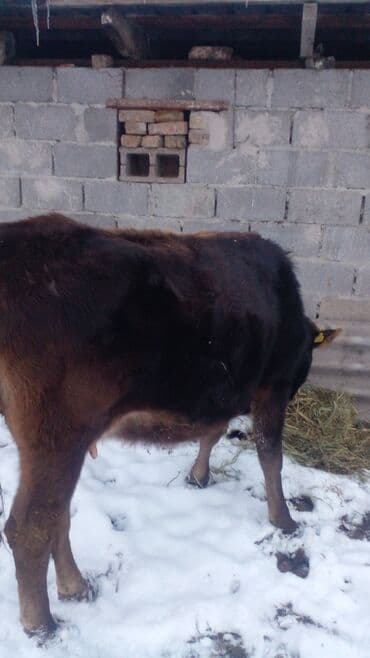 Продаю | Корова (самка) | Алатауская | На откорм | Не стельные
