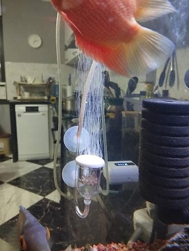 fish eye: Губчатый фильтр для аквариума с двойными поролоновыми кассетами и — 3