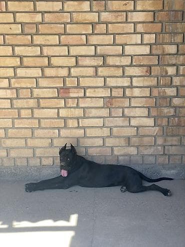 коне корсе: Кане-корсо, 2 года, Самка — 8