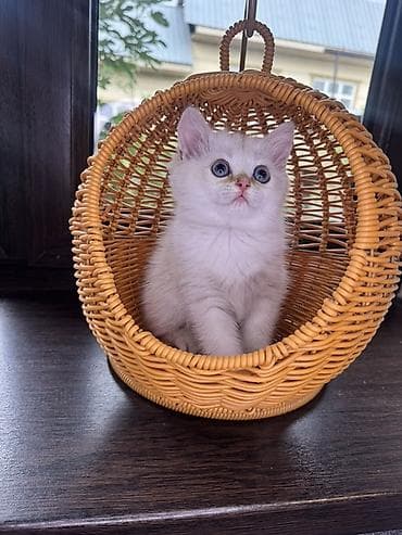 отдам кошка: Скотиш Страйт (Шотландская прямоухая), 2 месяца, Девочка, Белый, Приучена к лотку — 1