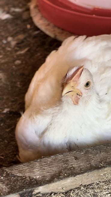 уй порода: Продаем домашних бройлеров — выращены на натуральных кормах с особым — 4