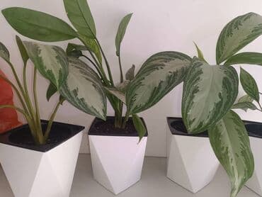 Элегантное комнатное растение, идеально подходящее для оживления