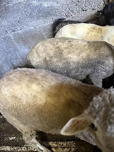 овцы романовские: Продаю | Овца (самка) | Для разведения | Племенные — 3