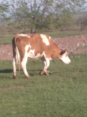 гиссарские матки: Продаю | Корова (самка) | Симментальская | Для молока | Стельные — 1