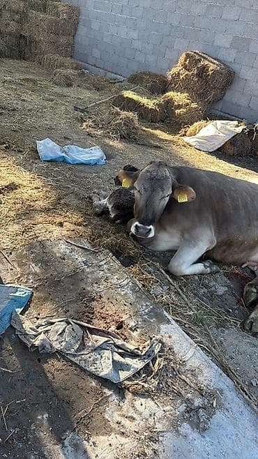 дом для животных: Продаю | Корова (самка) | Швицкая | Для молока | После отела — 1