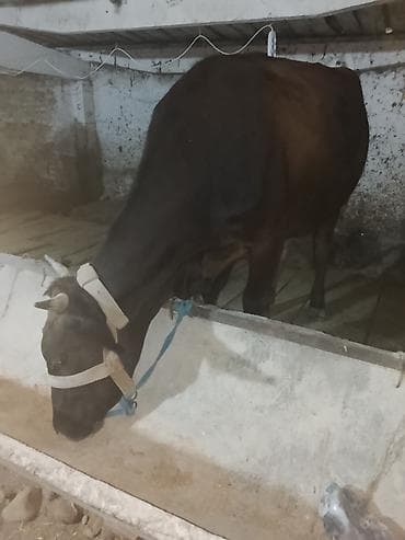 каро: Продаю | Корова (самка) | Швицкая | Для молока | Стельные — 1