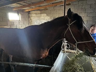 китайская хохлатая собака: Продаю | Жеребец | Рабочий — 2