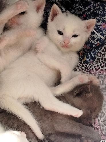 кара балта кошки: Отдаю котят даром. Умеют кушать, ходят в лоток, Игривые — 1