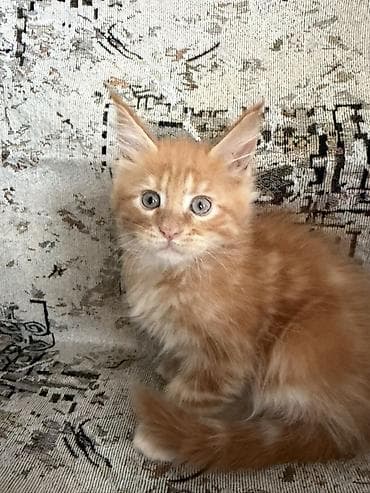 продажа кормов для сельскохозяйственных животных: Котята породы мейн-кун. 1девочка и 3мальчика. 2месяца. К лотку — 6