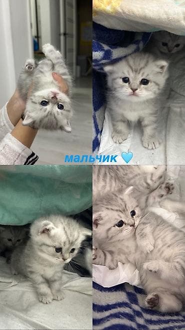 Мышыктар: Скотиш Страйт (Шотландиялык тик кулактуу), 1 айлык, Ургаачы, Күмүш өңдүү шиншилла, Лотокко барууга үйрөтүлгөн — 6