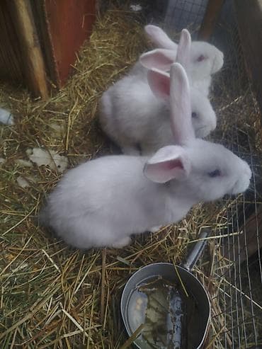 Продаю | Крольчата