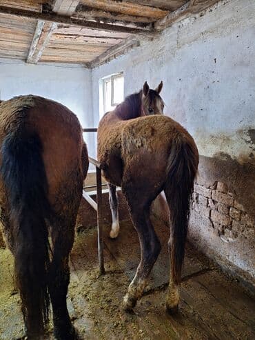 отдам даром вислоухого котенка: Сатам | Бээ (ургаачы) | Аргын | Союуга, Көбөйтүү үчүн — 4
