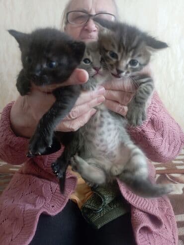 Очаровательные котята, помёт из трёх малышек: - Окрас: один полностью