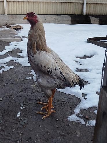 Электровелосипед, Б/у at lalafo.kg Электровелосипед, Б/у