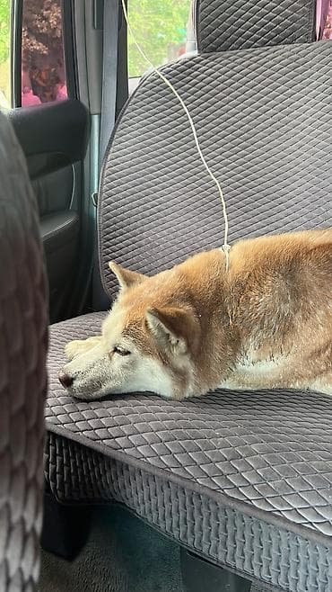 аванте кошка: Нашли хаски — 1