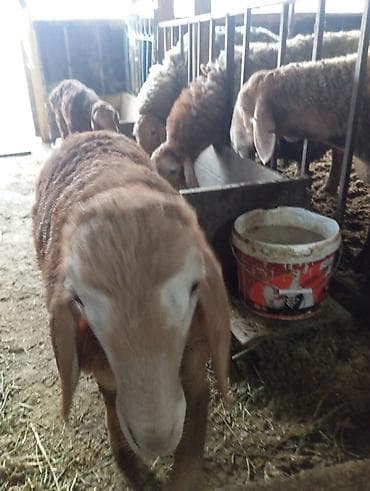 Продаю | Баран (самец) | Для разведения